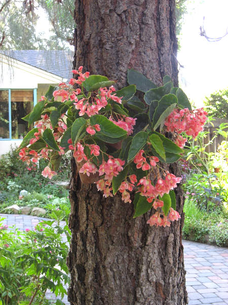 B. ‘Potpourri’